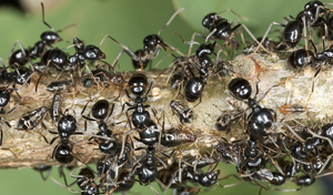 ants farm aphids