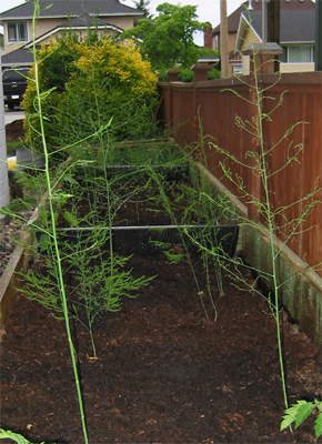 Asparagus growing in a raised bed