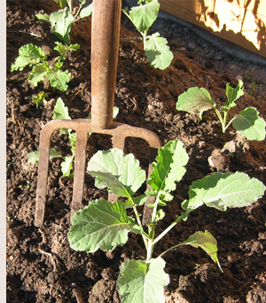 A garden fork is good for cleaning between rows