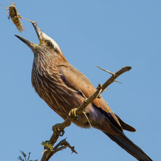 birds do not just eat berries