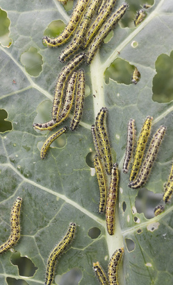 caterpillars feasting