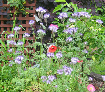 Attrct the good bugs by planting flowers.