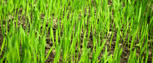 Fall rye cover crop