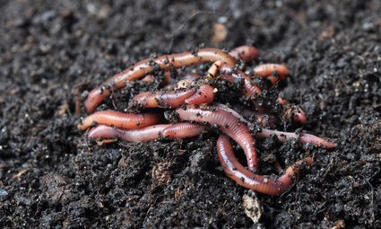 Let earth worms do the heavy lifting!