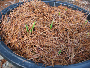 Garlic may need to be mulched through winter.