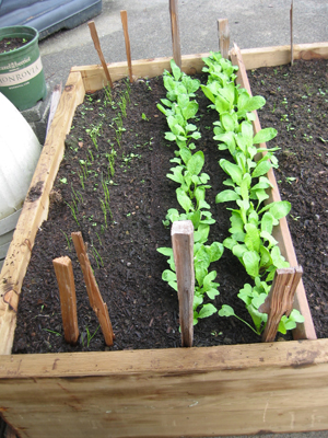 These cool weather vegetables were planted late fall