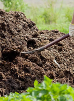 Add lots of composted animal manure