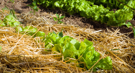 Straw mulch eventually composts adding to the soil