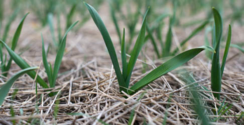 Straw mulch will keep the weeds down.