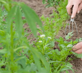 hand weeding is best