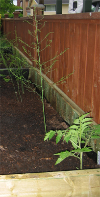 Tomatoes and asparagus