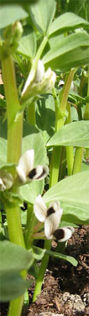 Broad beans (Fava Beans)