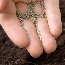 Too many seeds in theground be sure to thin the vegetables.