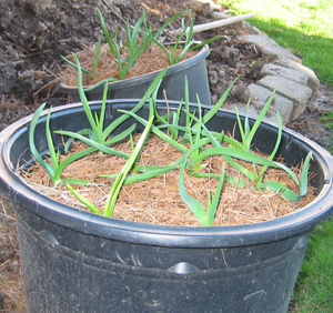 Garlic grows great in containers