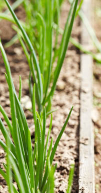 Green onions a cool weather vegetable that is easy to grow