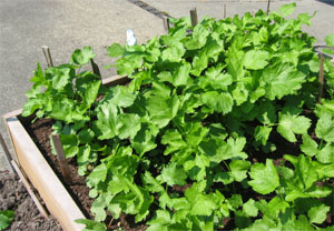 Parsnips for a late fall and winter harvest