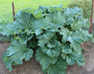 Rhubarb in a raised garden bed.