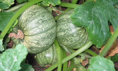 Squash planted late May.