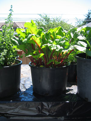 Container Vegetable Gardening