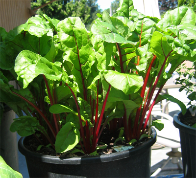 Swiss chard grown from seed