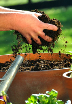 Use potting soil when growing vegetables in containers