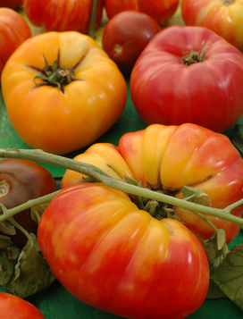 Some say heirloom tomato seed are king