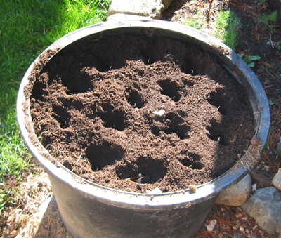 Planting garlic in this container using a potting soil mix