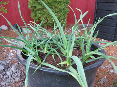 Growing garlic in containers