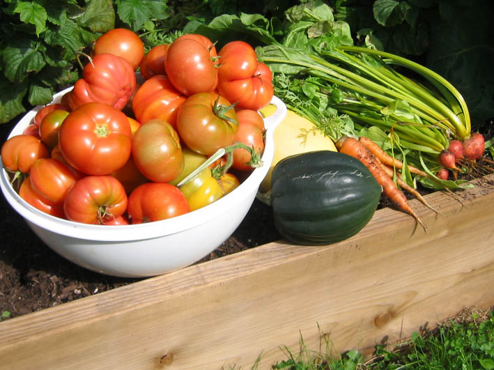 Raised bed gardening harvest