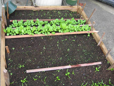 Cool weather vegetables being started in a raised garden bed