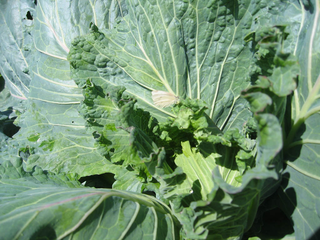 When the white cabbage butterfly is about watch for the worms.