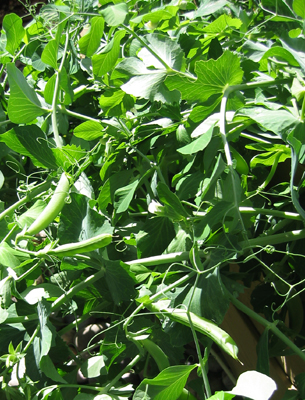 Green peas and beans are nitrogen fixers too