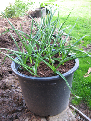 The gardener moves this pot of garlic close to aphid infestations. Does it work? He thinks so.