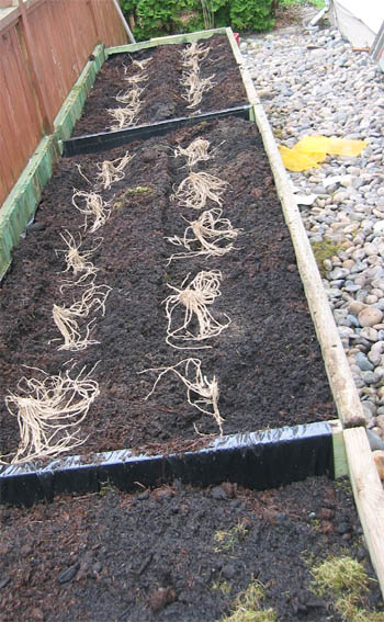 Growing asparagus ... planting asparagus crowns