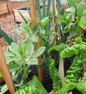 Raised garden beds in a community garden