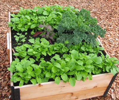 Raised garden bed on a skid