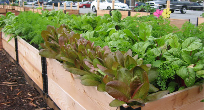 Community garden intensive raised beds