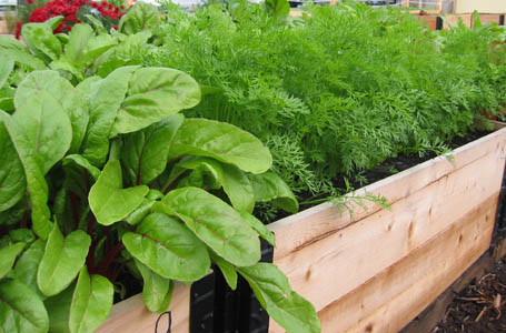 Raised garden beds are ideal for small community gardens.