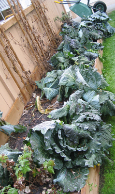 This winter cabbage is feeling the frost ... planted early August