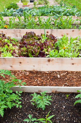 Mulch between rows  ... organic weed control.