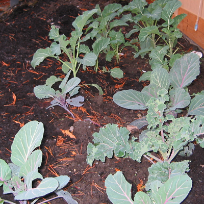 Plants of the cabbage family should be grown in a different location every year