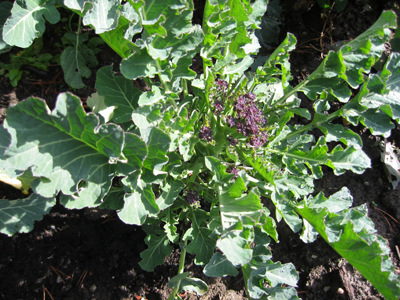 This broccolini was planted early September and picked the following March.