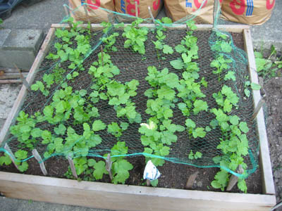 Raised bed garden of parsnip