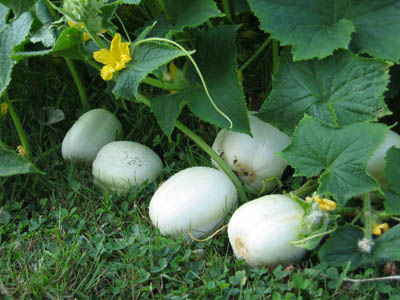 Heirloom Cucumber, Crystal Apple