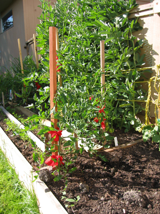 Tomatoes, carrots and broad beans