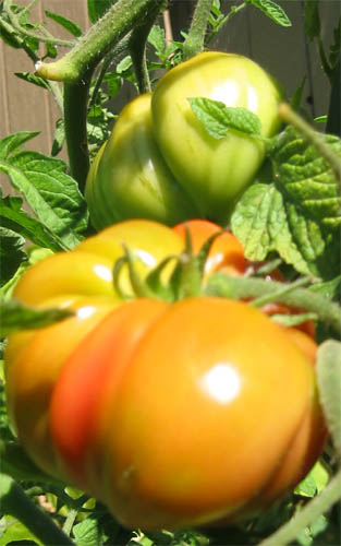 Heirloom tomatoes