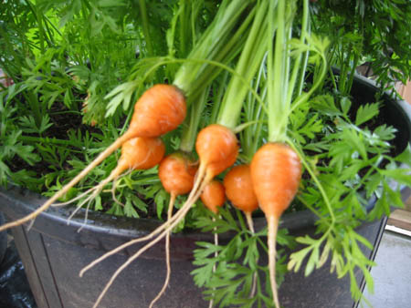 Miniature carrots grow well in containers ... Not a huge harvest but a tasty one!