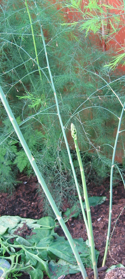 Asparagus is what our gardener says is an easy vegetable to grow. Just give it a good start.