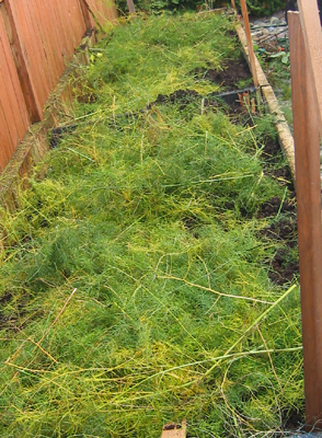 Fall asparagus fern pruning works well for a winter mulch