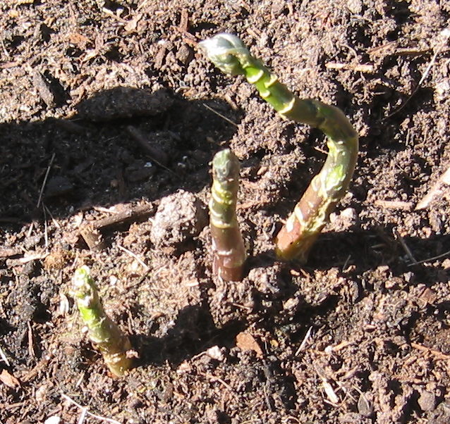 Growing Asparagus